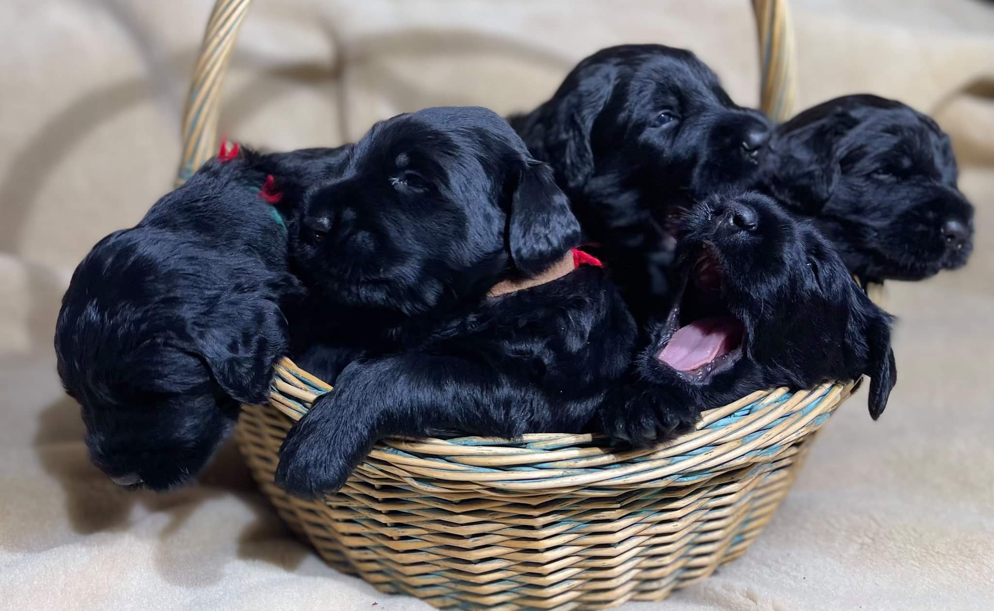 Joy litter puppies outside