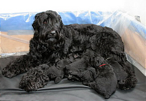  Gypsie with Blackrock Litter puppies