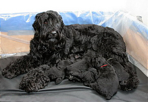  Gypsie with Blackrock Litter puppies