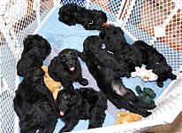 Adhara litter Puppies