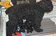 Adhara litter Puppies