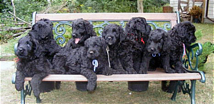  Gypsie with Blackrock Litter puppies