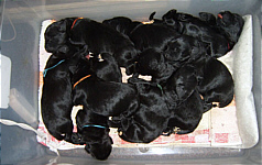 Adhara litter Puppies